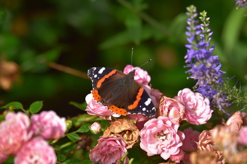 Schmetterling