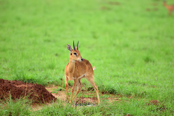 Dik-dik. Murchison Falls national park, Uganda