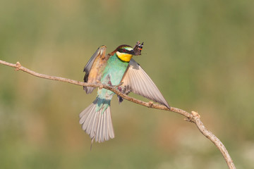 European bee-eater landing on a branch (Merops apiaster), Italy
