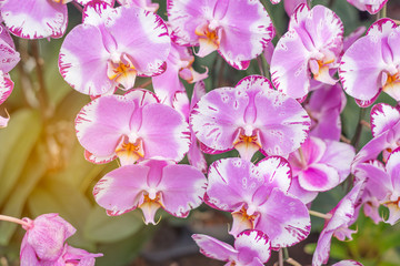 Purple orchids tree in wild tropical forest. Beautiful spring flowers with soft light