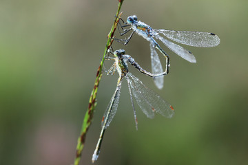 Dragonfly with dew