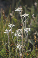 Edelweiss - mountain flowers. Wild nature