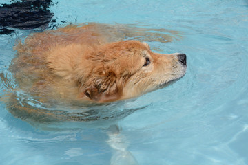 Older brown mixed breed dog with whitening face swimming in swimming pool
