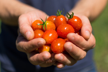 Farmers hands with freshly harvested cherry tomatoes. Young man hands holding natural healthy tomatoes from biological agriculture.