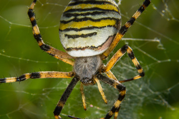 Wespenspinne, Spider, Wasp