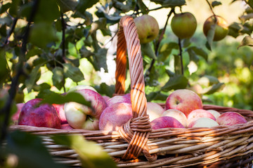 Wicker basket with apples under the tree