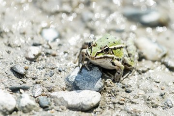 Big marsh frog islated on the road