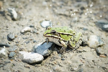 Big Mars frog isolated on the road