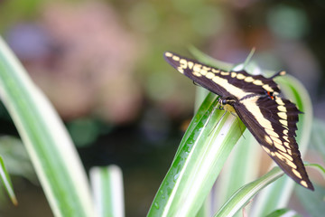 Butterfly on flower with bokeh