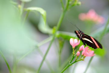 Butterfly on flower with bokeh