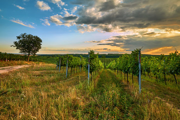 Fototapeta na wymiar Beautiful scenic vineyards at sunset, Czech republic