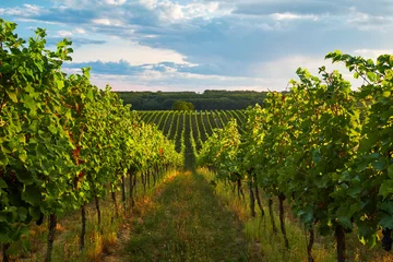 Crédence de cuisine en plexiglas Vignoble Rangées de vignes en été, Moravie du Sud, République Tchèque