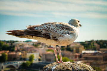 Seagull watching Rome from the roof 2