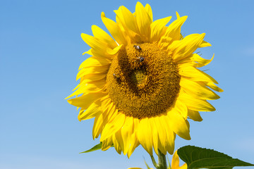 Naklejka premium Bienen auf einer blühenden Sonnenblume
