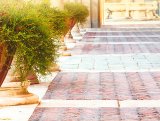 Small flowers in a pot on the walkway with soft focus, spring floral botanical nature background.