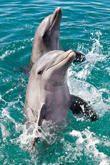 Delfine vor Curacao - obrazy, fototapety, plakaty