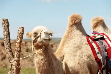 Crédence de cuisine en verre imprimé Chameau Les chameaux à double bosse (chameaux de Bactriane) dans les prairies de Mongolie sont en danger.Ils sont considérés comme des espèces en voie de disparition