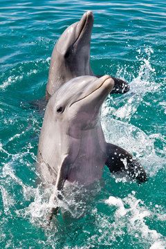Delfine vor Curacao