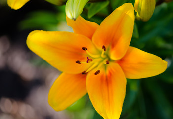 Yellow Lily in the garden