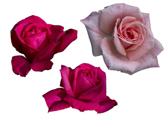 Clipart flowers roses on white background