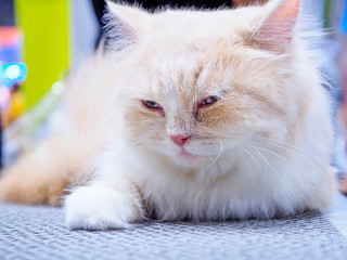 Persian cat sleeping on a mesh floor.