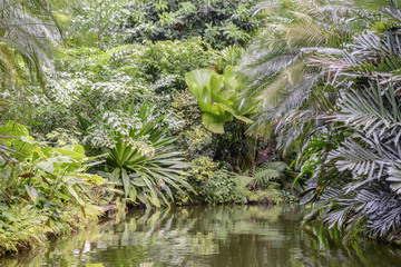 Obraz na płótnie Canvas small river in the tropical jungle with overgrown exotic plants by the banks