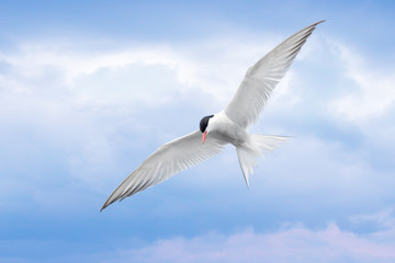 Common Tern hovering in flight against cloudy blue skies