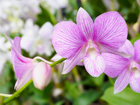 Fototapeta Light purple orchid flower in garden.