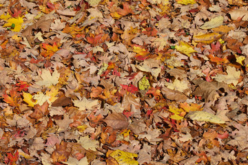 Colors of dolomites in the fall, mountains of the Italian alps