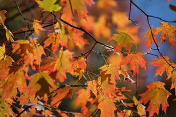 Autumn colors of nature