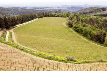 Tuscan vineyards