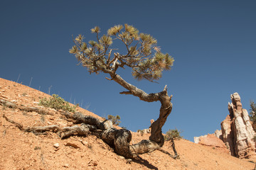 Desert Tree