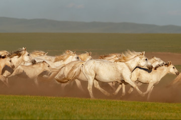 Mongolian white wild horses running on the endless grasslands