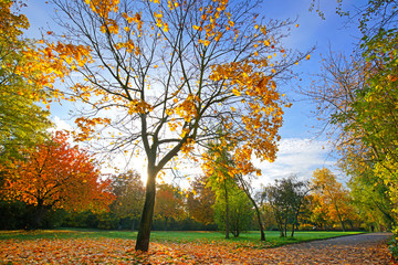 Fototapeta premium Herbst - Blätter fallen vom Baum