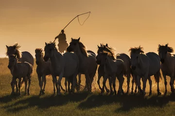 Fototapeten Mongolian white wild horses running on the endless grasslands © yavuzsariyildiz