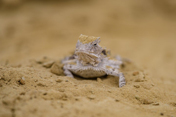 Crotaphytus collaris - 