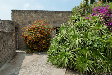 Ischia; Castello Aragonese, the garden.