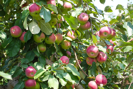 many apples in tree paulared fresh organic fruit summer orchard