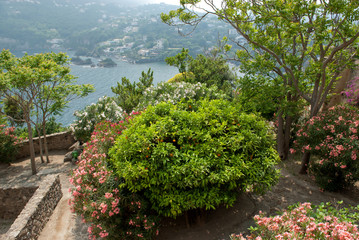 Ischia; Castello Aragonese, the garden.
