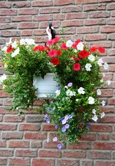 Blumenampel mit Petunien und Blauer Mauritius an der Hauswand