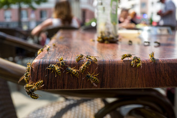 Wasps in a cafe - obrazy, fototapety, plakaty