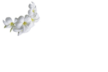 .bouquet white plumeria isolated