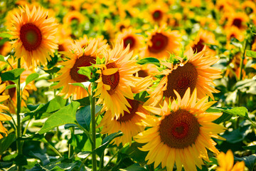 Sunflower field in summer