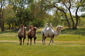 Double hump camels (Bactrian Camels) in grassland of Mongolia are in danger.They considered as...