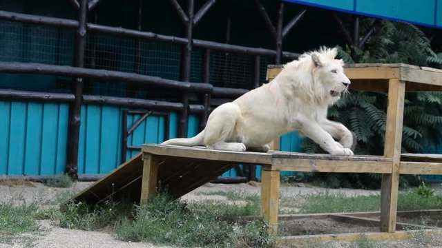 White lion resting.