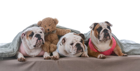 Obraz premium dog pajama party