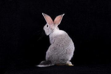 Fototapeta premium Gray rabbit on a black background