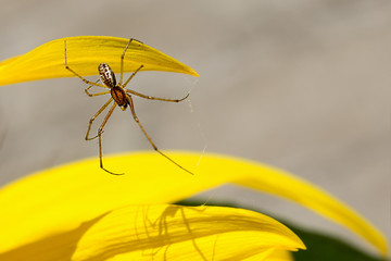 Spider hunting on the yellow flower