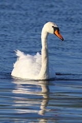 Mute Swan closeup on the water in Siberia