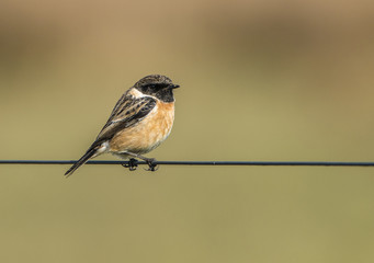 Stonechat
